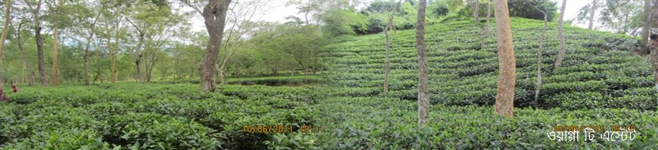 ওয়াজ্ঞা চা এস্টেট