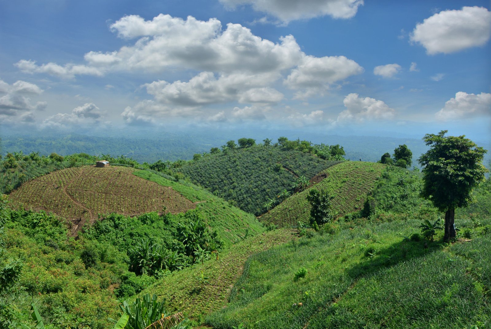 কাপ্তাই জাতীয় উদ্যান