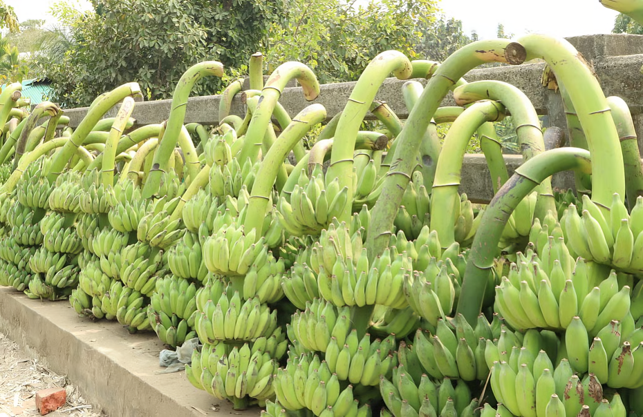 রাঙামাটির পাহাড়ি কলা